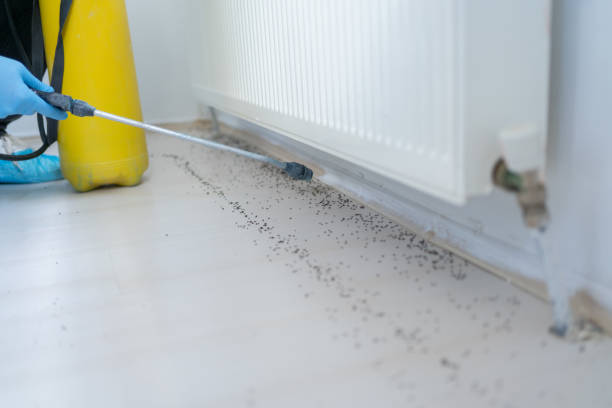 Best Flea Control Services  in Dano, CO